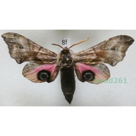 Smerinthus ocellata (Linnaeus, 1758) Poland8f